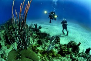 devenir végétalient et sauver les récifs coralliens 